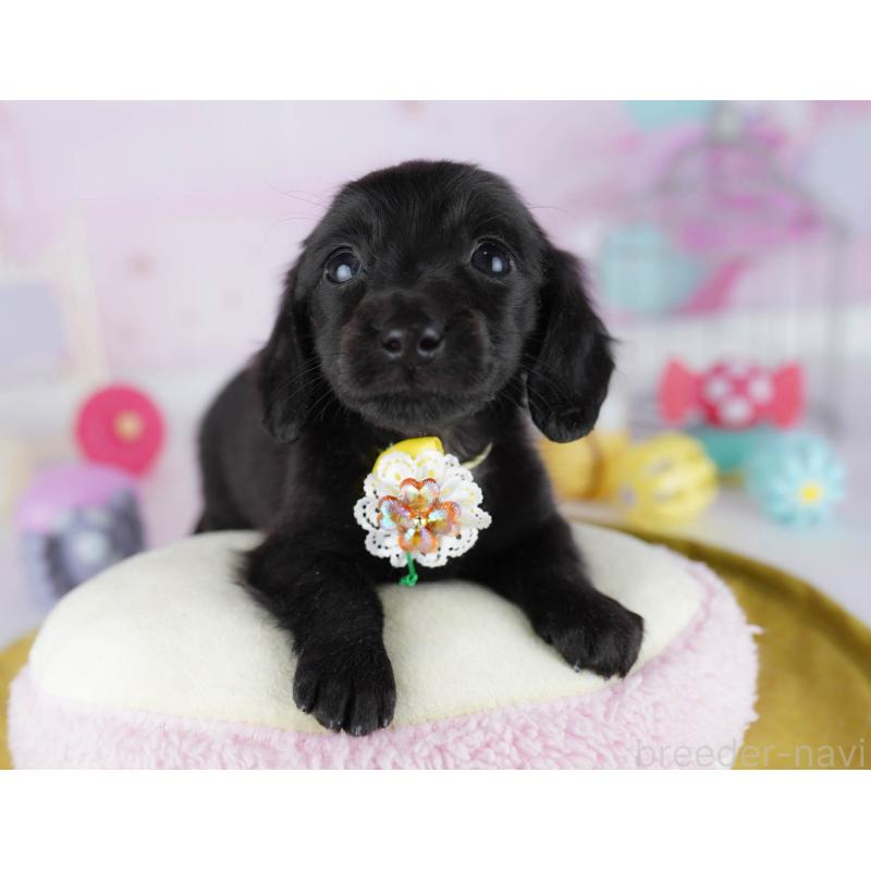 販売中の東京都のミニチュアダックスフンド(ロングヘアード)-439653の7枚目