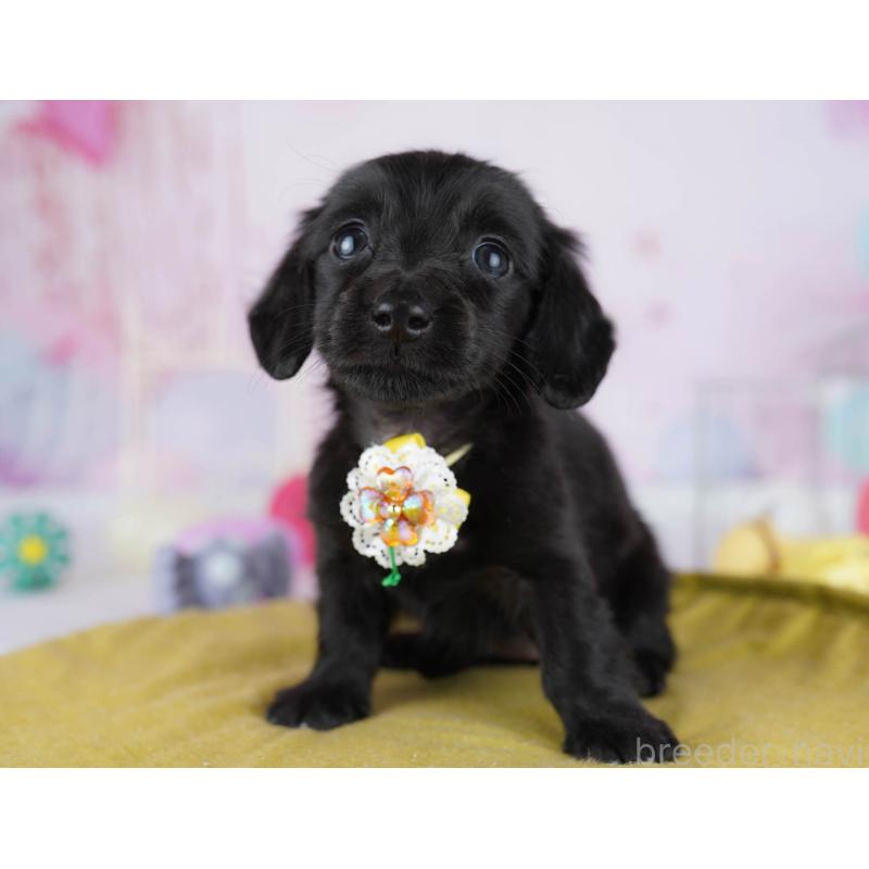 販売中の東京都のミニチュアダックスフンド(ロングヘアード)-439653の6枚目