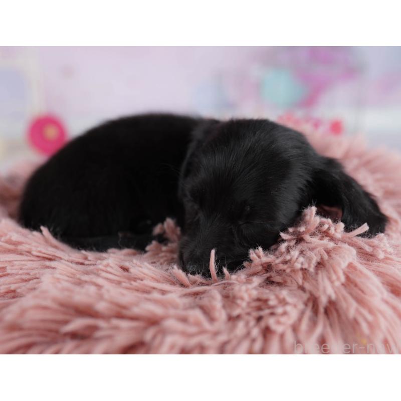 販売中の東京都のミニチュアダックスフンド(ロングヘアード)-439653の5枚目