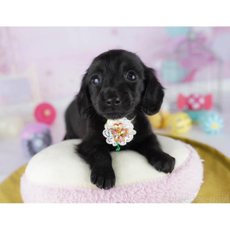 販売中の東京都のミニチュアダックスフンド(ロングヘアード)-439653の4枚目