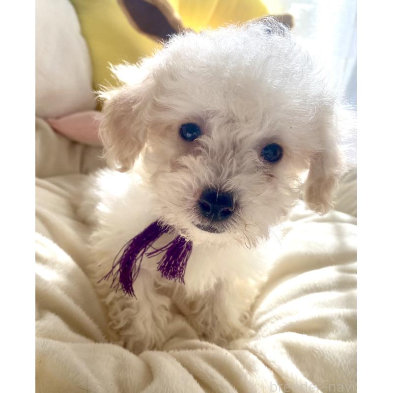 商談中の東京都のビションプー:ビションフリーゼ×トイプードル-430971