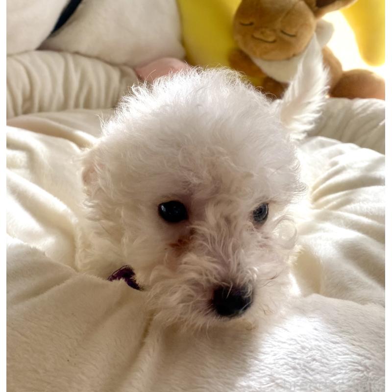 商談中の東京都のビションプー:ビションフリーゼ×トイプードル-430971の7枚目