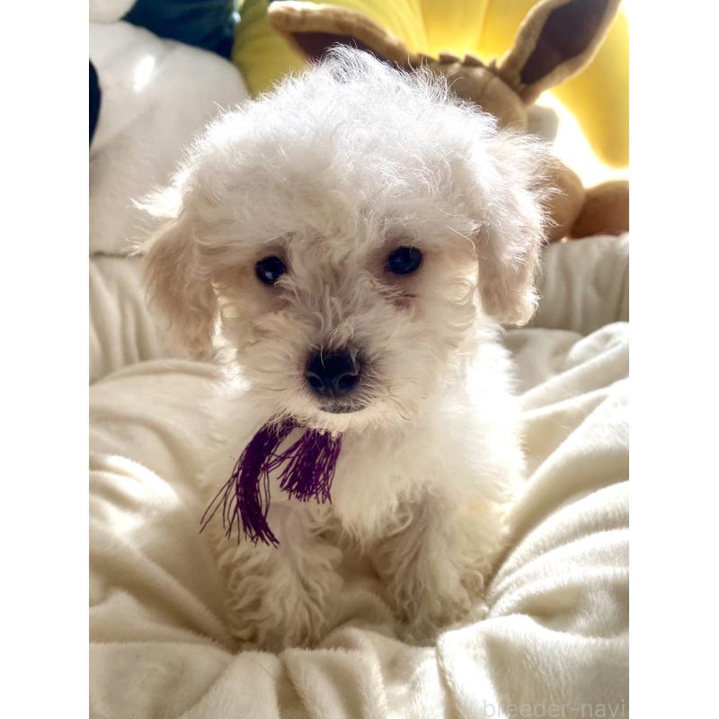 商談中の東京都のビションプー:ビションフリーゼ×トイプードル-430971の6枚目