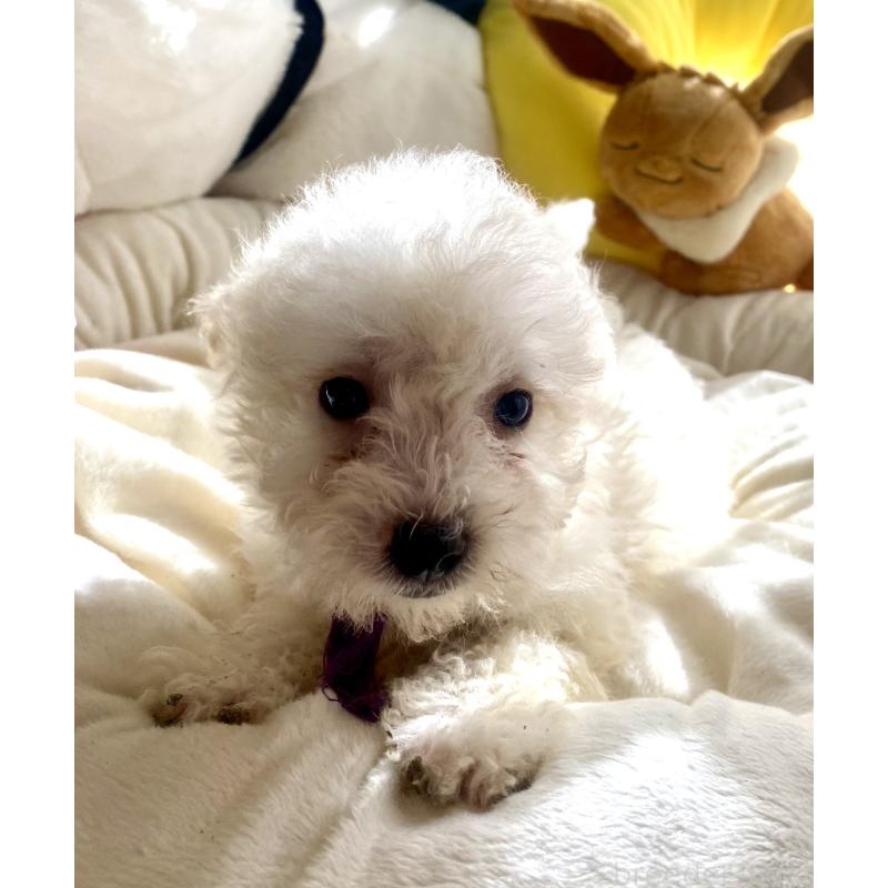 商談中の東京都のビションプー:ビションフリーゼ×トイプードル-430971の5枚目