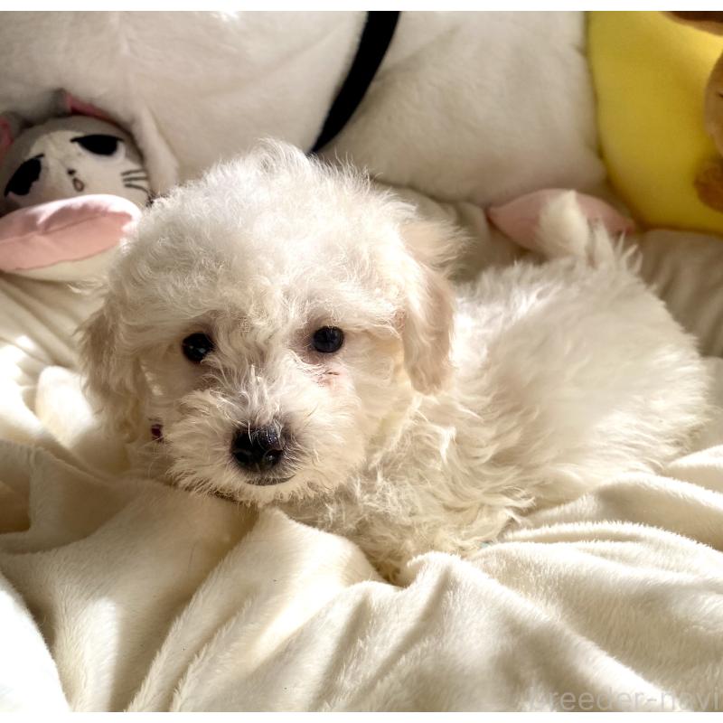 商談中の東京都のビションプー:ビションフリーゼ×トイプードル-430971の4枚目