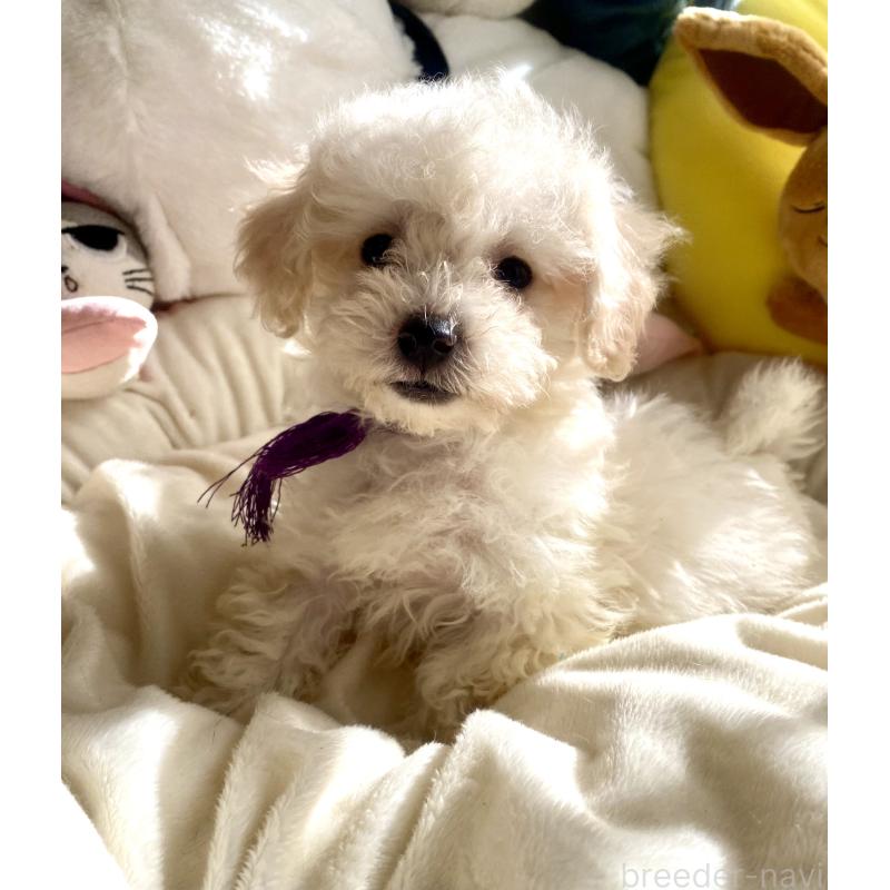 商談中の東京都のビションプー:ビションフリーゼ×トイプードル-430971の3枚目