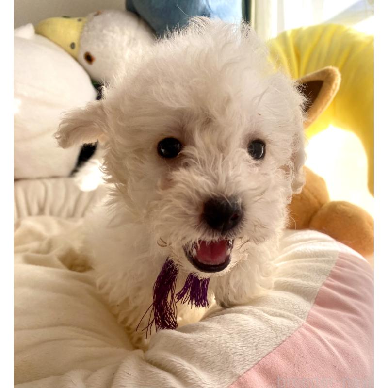 商談中の東京都のビションプー:ビションフリーゼ×トイプードル-430971の2枚目