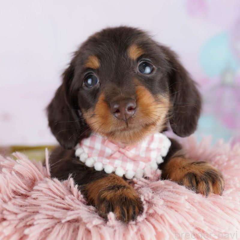 販売中ののミニチュアダックスフンド(ロングヘアード)-439652