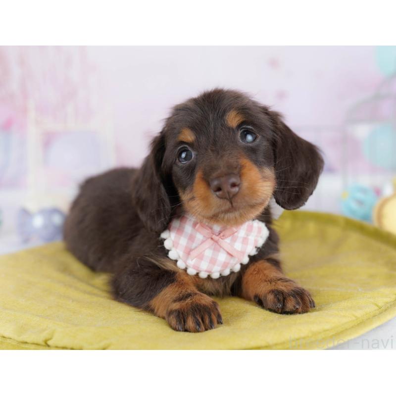 販売中の東京都のミニチュアダックスフンド(ロングヘアード)-439652の7枚目