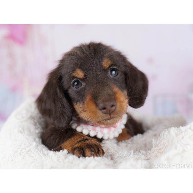 販売中の東京都のミニチュアダックスフンド(ロングヘアード)-439652の6枚目