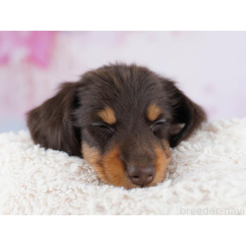 販売中の東京都のミニチュアダックスフンド(ロングヘアード)-439652の5枚目