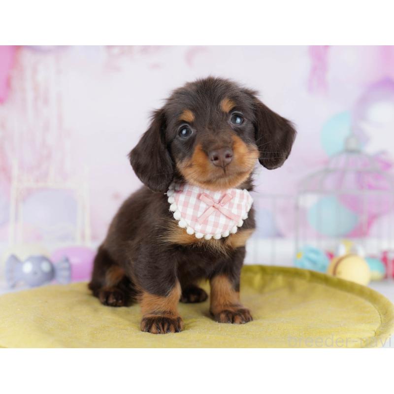 販売中の東京都のミニチュアダックスフンド(ロングヘアード)-439652の4枚目