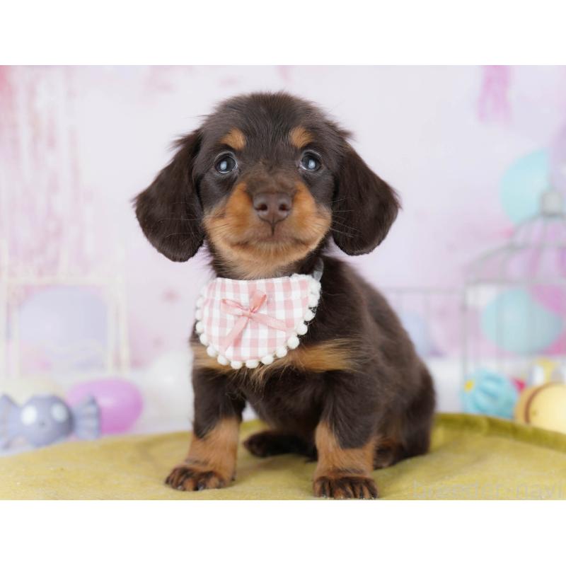 販売中の東京都のミニチュアダックスフンド(ロングヘアード)-439652の3枚目