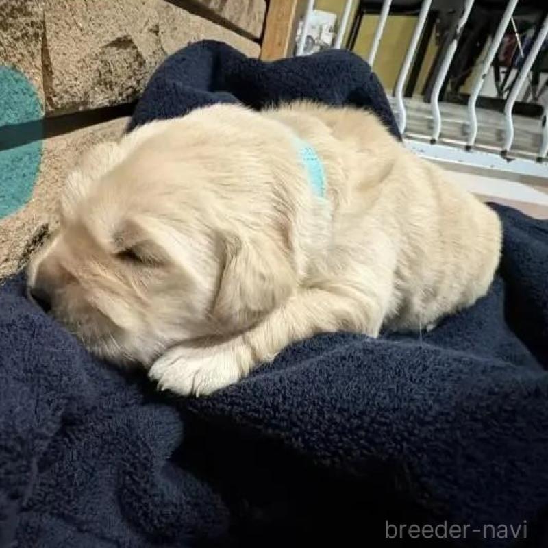 商談中の岡山県のゴールデンレトリーバー-438897の1枚目