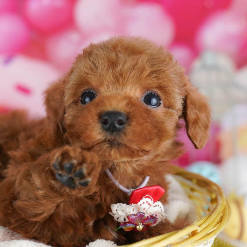 販売中の東京都のトイプードル-439651