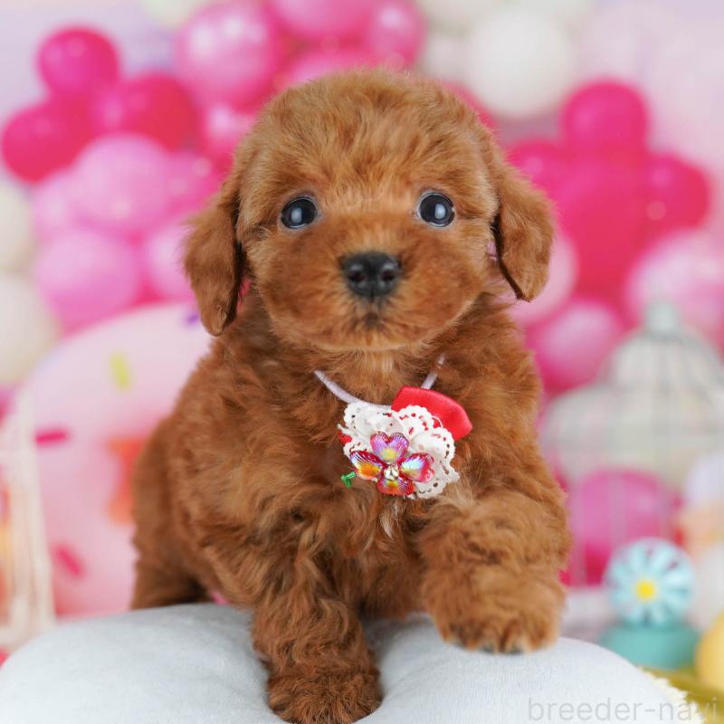 販売中の東京都のトイプードル-439651の9枚目