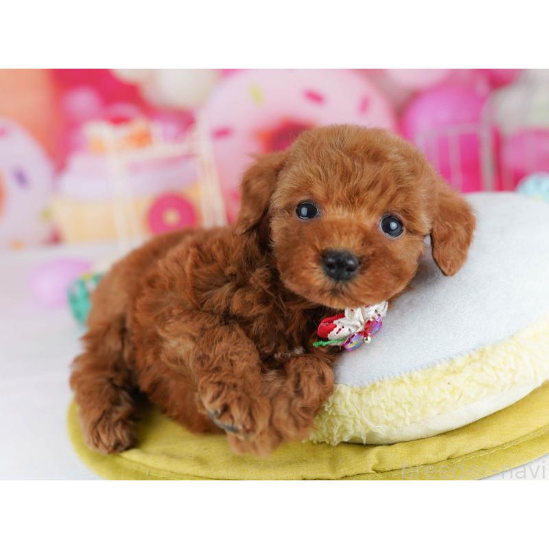 販売中の東京都のトイプードル-439651の8枚目