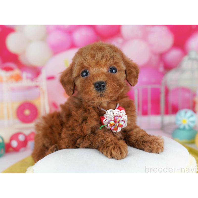 販売中の東京都のトイプードル-439651の7枚目