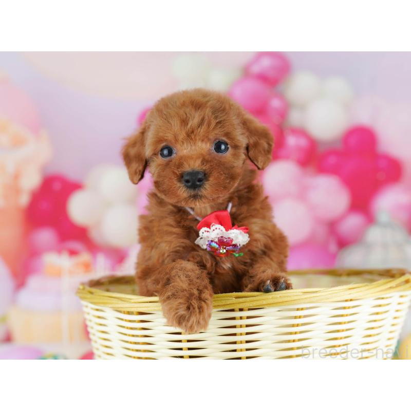 販売中の東京都のトイプードル-439651の6枚目