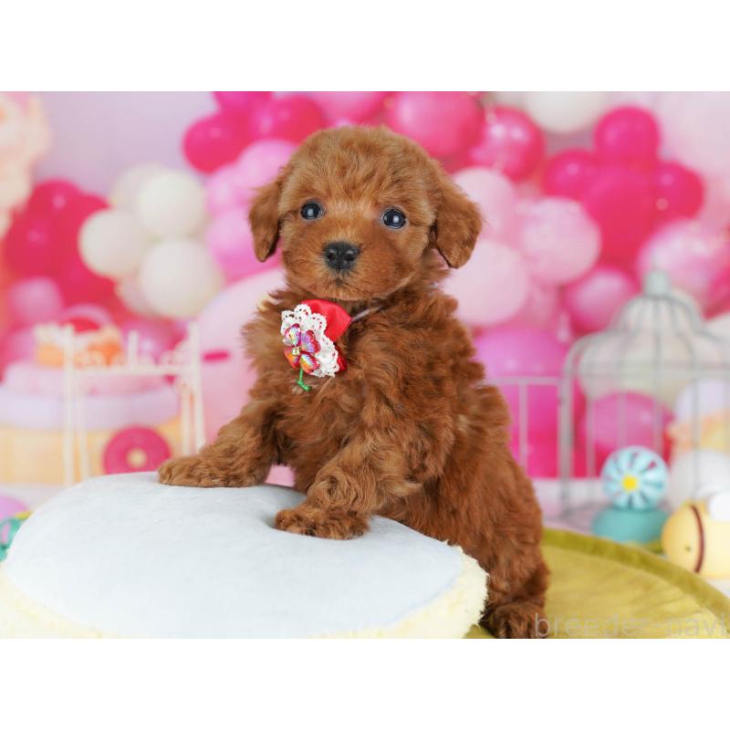 販売中の東京都のトイプードル-439651の5枚目