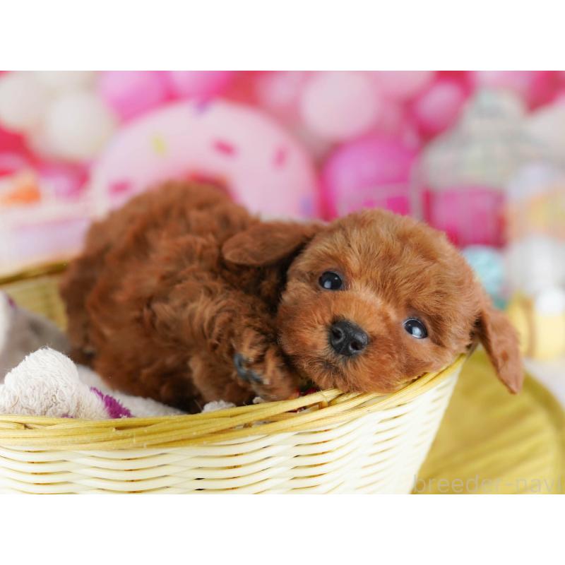 販売中の東京都のトイプードル-439651の4枚目