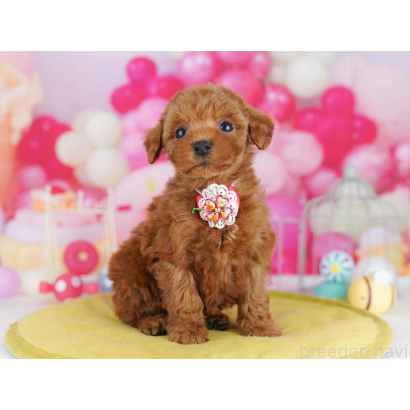 販売中の東京都のトイプードル-439651の3枚目