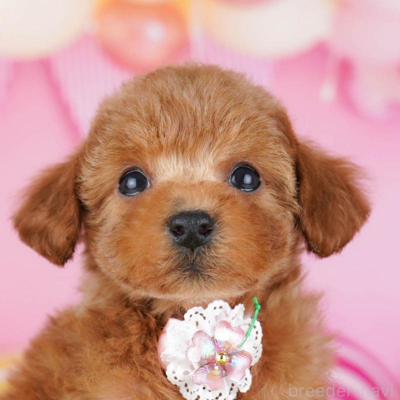 販売中の東京都のトイプードル-439649の9枚目