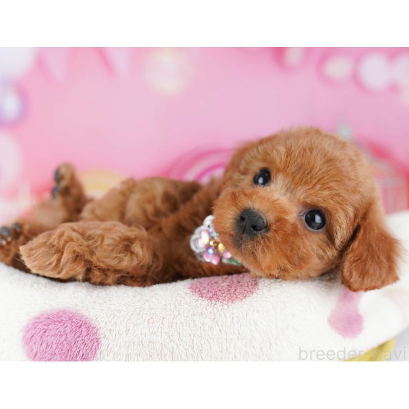 販売中の東京都のトイプードル-439649の8枚目