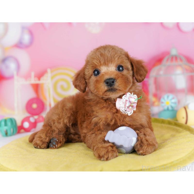 販売中の東京都のトイプードル-439649の7枚目