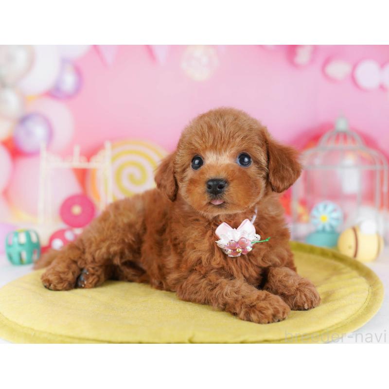 販売中の東京都のトイプードル-439649の6枚目