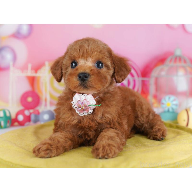 販売中の東京都のトイプードル-439649の5枚目