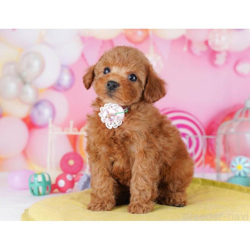 販売中の東京都のトイプードル-439649の4枚目