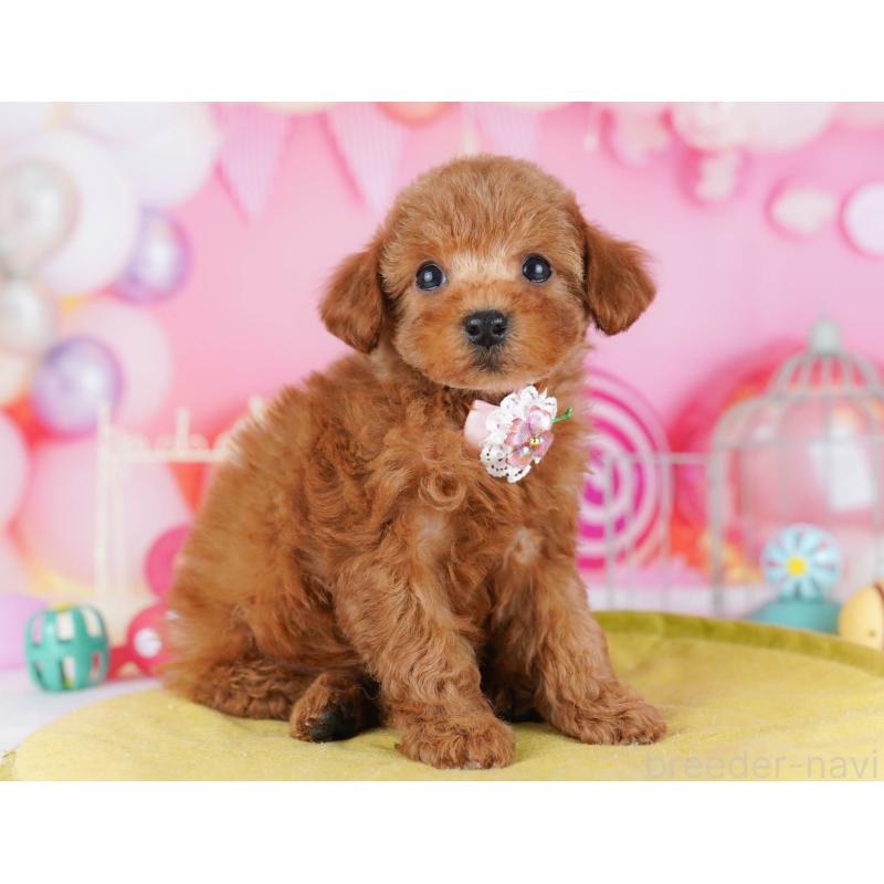 販売中の東京都のトイプードル-439649の3枚目