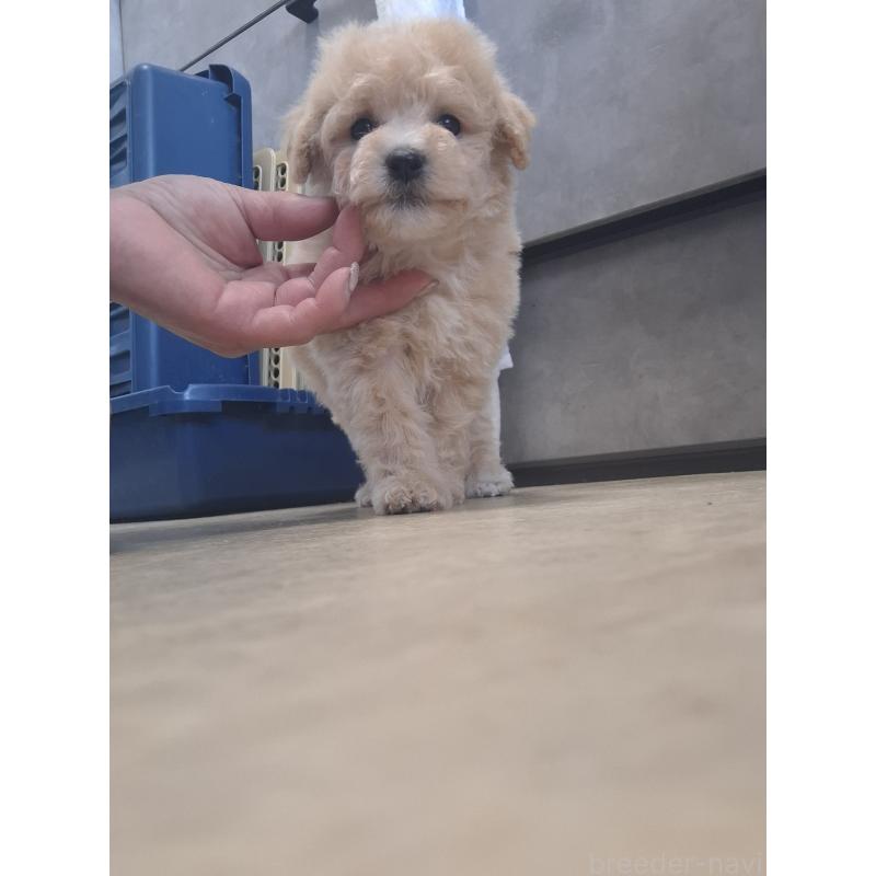 商談中の群馬県のビションプー:ビションフリーゼ×トイプードル-432975の3枚目