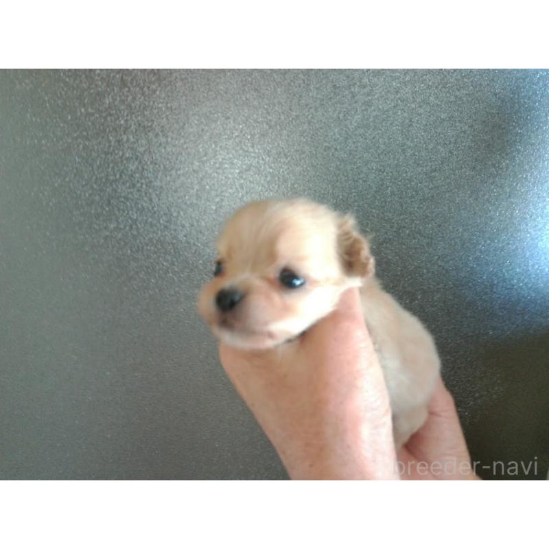 成約済の福岡県のミックス犬-435292の8枚目