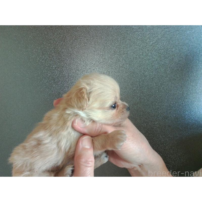 成約済の福岡県のミックス犬-435292の7枚目