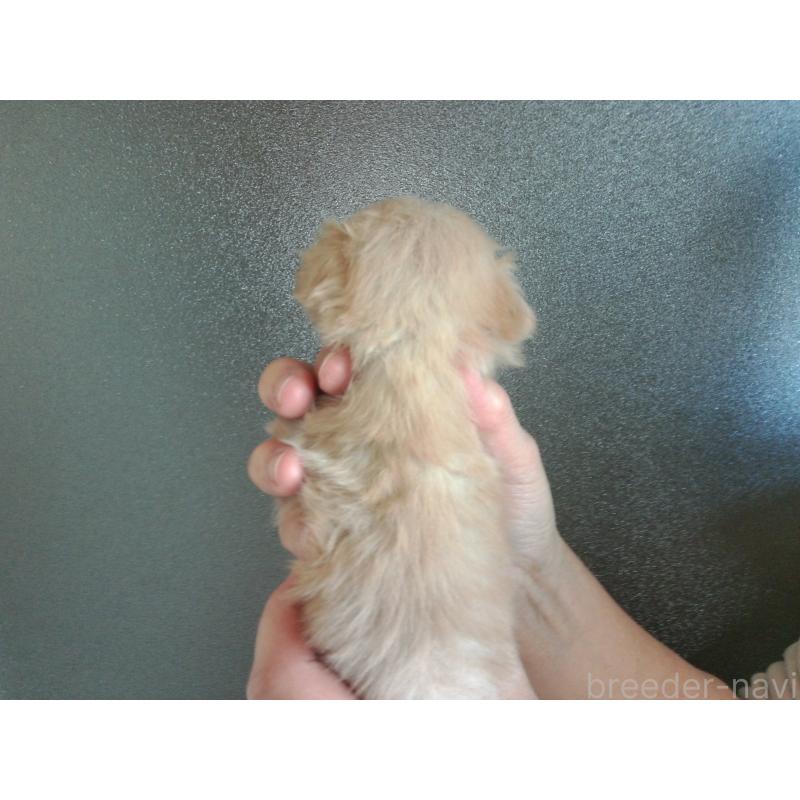 成約済の福岡県のミックス犬-435292の6枚目