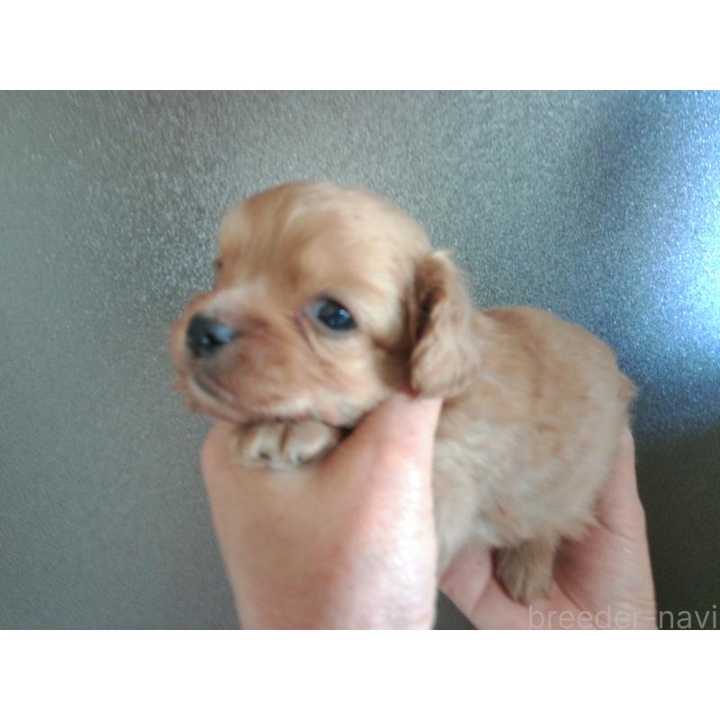 成約済の福岡県のミックス犬-435291の5枚目