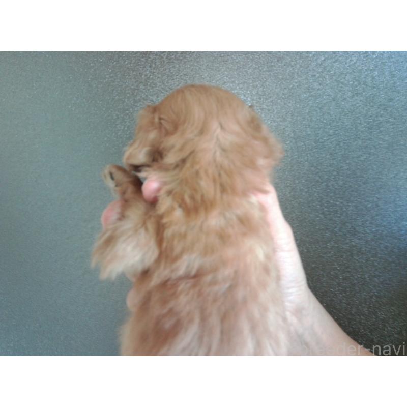 成約済の福岡県のミックス犬-435291の3枚目