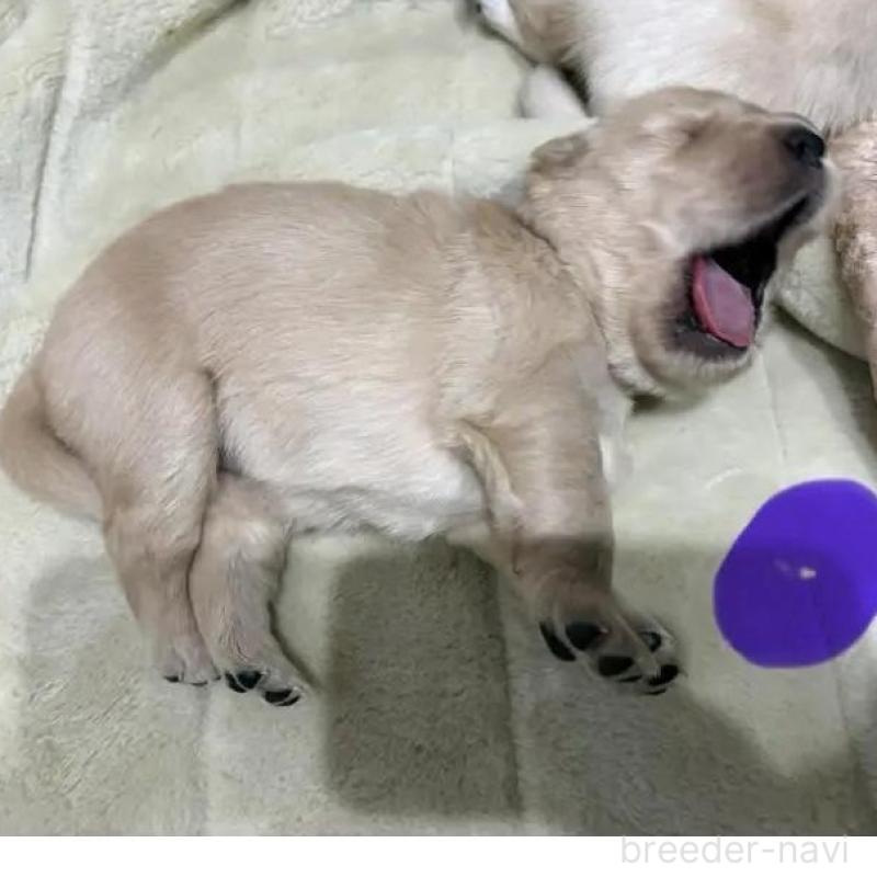 商談中の岡山県のゴールデンレトリーバー-438899の1枚目