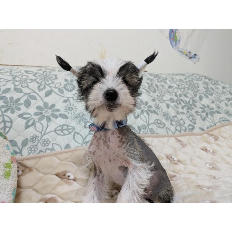 販売中の大分県のチャイニーズクレステッドドッグ-430947の9枚目