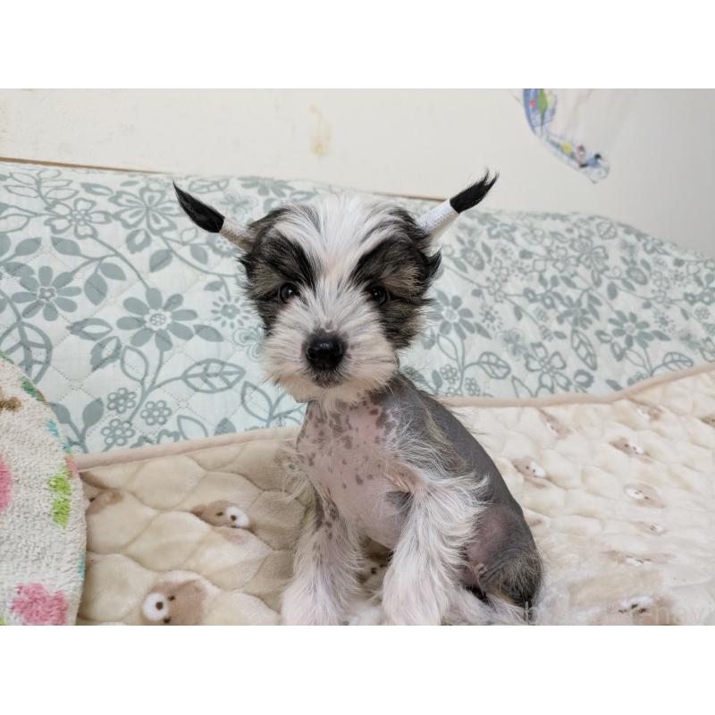 販売中の大分県のチャイニーズクレステッドドッグ-430947の8枚目