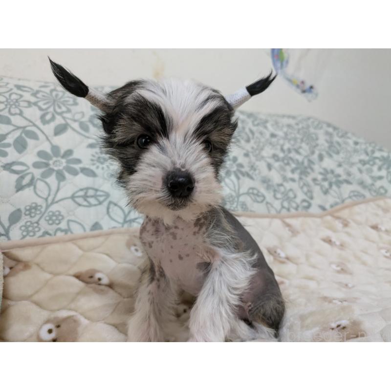 販売中の大分県のチャイニーズクレステッドドッグ-430947の7枚目