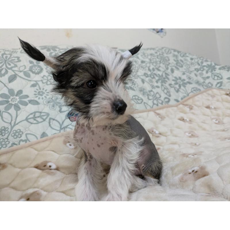 販売中の大分県のチャイニーズクレステッドドッグ-430947の6枚目