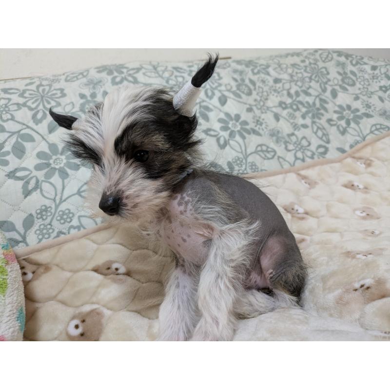 販売中の大分県のチャイニーズクレステッドドッグ-430947の5枚目