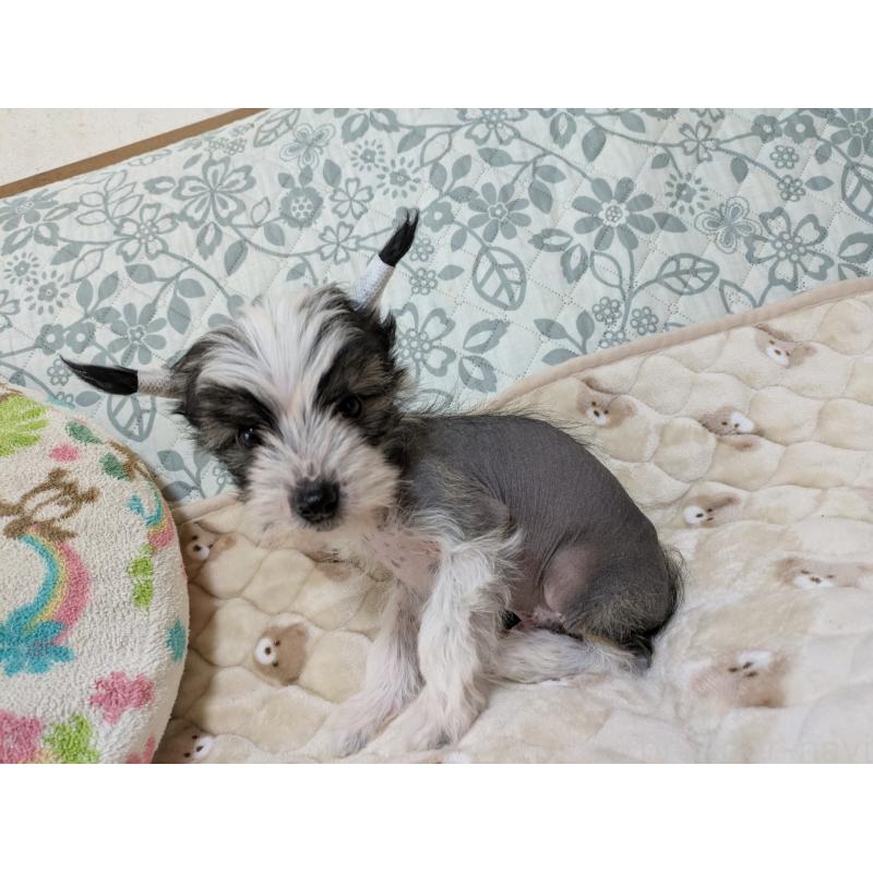 販売中の大分県のチャイニーズクレステッドドッグ-430947の4枚目