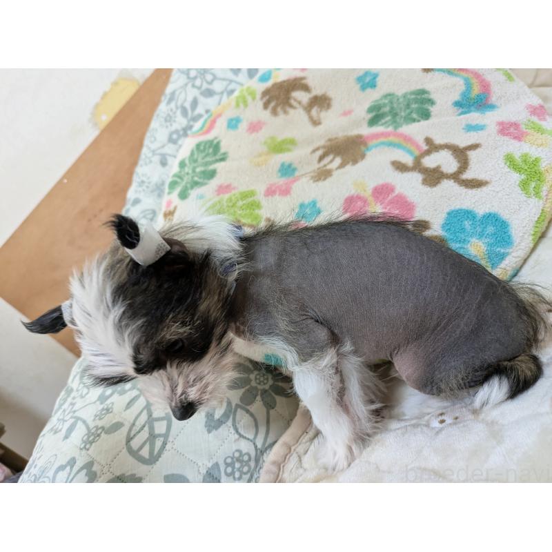 販売中の大分県のチャイニーズクレステッドドッグ-430947の3枚目