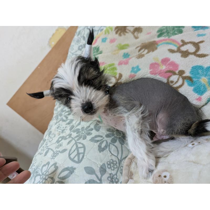 販売中の大分県のチャイニーズクレステッドドッグ-430947の2枚目