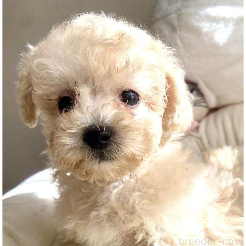 販売中の東京都のビションプー:ビションフリーゼ×トイプードル-430974