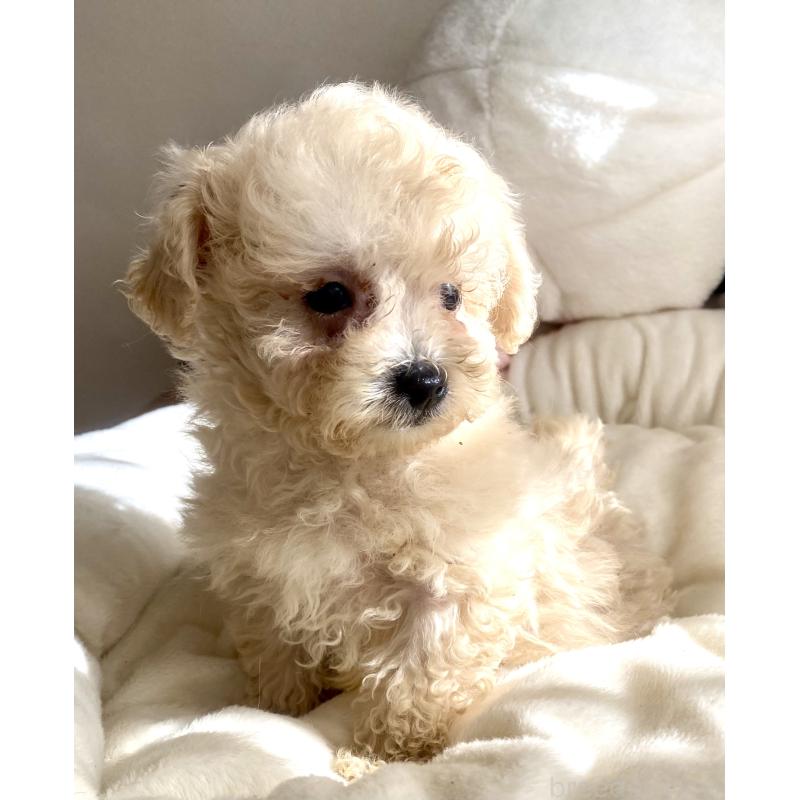 販売中の東京都のビションプー:ビションフリーゼ×トイプードル-430974の7枚目